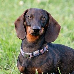 Josie - Dachshund