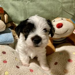 Assorted Doodle Crosses, Double Doodle, Maltipoo, Morkie, and Yorkipoo Puppies from Danza Bolo