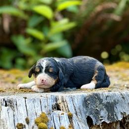Lady Tremain (Pink Collar) - Tri-color female Bernedoodle puppy in Stanwood, Washington from Butter Cup Pups and Paws