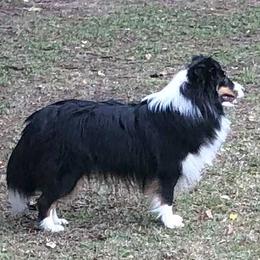 Shetland Sheepdog puppies from Idlewild Shetland Sheepdogs