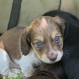 Dachshund Puppies from Monroe’s Hillcrest Dachshunds
