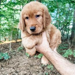 Canyon - light green - Dark golden male Golden Retriever puppy in Greeneville, Tennessee from Cultivate Farm