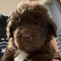 Lucky - Brown male Newfoundland puppy in Saukville, Wisconsin from Crossroads Canines ~ Newfoundland Dogs