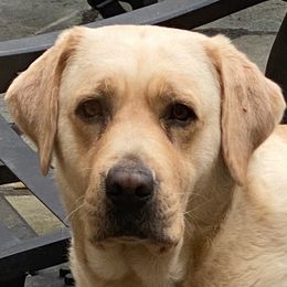 Cha Cha - Labrador Retriever
