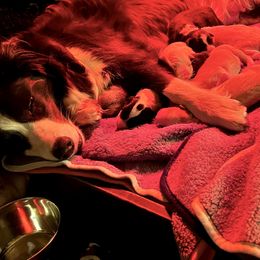 Black Boy 2 - Black and white male Border Collie puppy in Powell Butte, Oregon from Cascades Border Collies