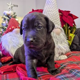 Labrador Retriever Puppies from Starfire Labradors