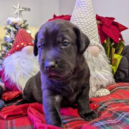 Labrador Retriever Puppies from Starfire Labradors
