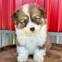 Yellow Collar Boy Jasper - Sable male Pembroke Welsh Corgi puppy in Paris, Kentucky from Flat Run Corgis