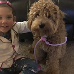 Goldendoodles from Henderson Farm and Home