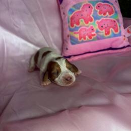 Lindsey - Piebald female Dachshund puppy in Lake City, Florida from My Ditzy Doxies of Florida