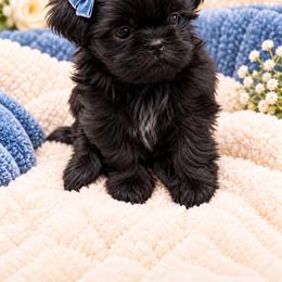 Bonnie - Black female Shih Tzu puppy in Montgomery, Texas from Furbourne Farm