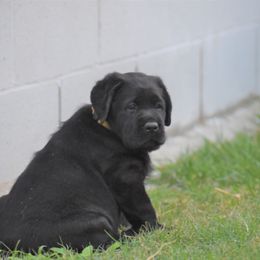 Labrador Retriever Puppies from Ronara Labradors