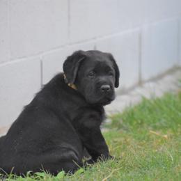 Labrador Retriever Puppies from Ronara Labradors
