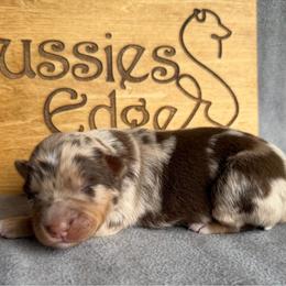 Jyn - Red merle female Australian Shepherd puppy in Tuftonboro, New Hampshire from Aussies Edge Farm