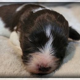 Clementine - Parti female Miniature Schnauzer puppy in Saratoga Springs, Utah from Happy Beard Schnauzers