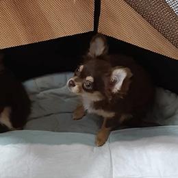 Chihuahua and Japanese Chin Puppies from Gift of Gods Favor