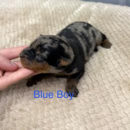 Blue boy - Harlequin male Beauceron puppy in Floyd’s Knobs, Indiana from Birdwing Beaucerons