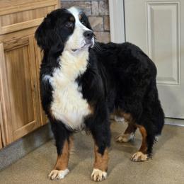Leigh - Bernese Mountain Dog
