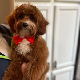 Dodger - Goldendoodle