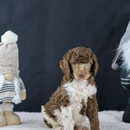 Everything - Parti Poodle puppy in Hesperia, California from HD Poodles