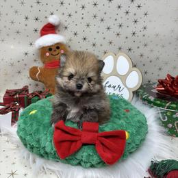 Tulip - Cream sable female Pomeranian puppy in Concord, California from Eelan’s Poms