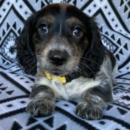 Dachshund, Great Dane, and Yorkshire Terrier Puppies from WZ Kennels