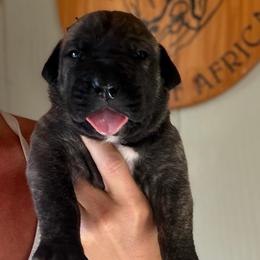 Brown Collar - Brindle male Boerboel puppy in Manitowoc, Wisconsin from Mae Boerboel