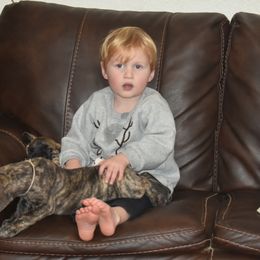 Great Dane Puppies from Tioli Great Danes