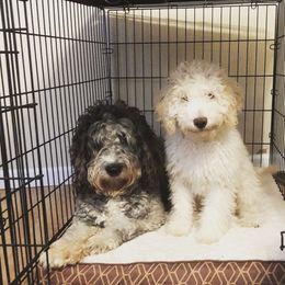 Labradoodles from M & E Labradoodles