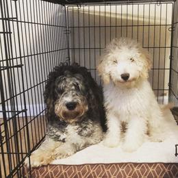 Labradoodles from M & E Labradoodles