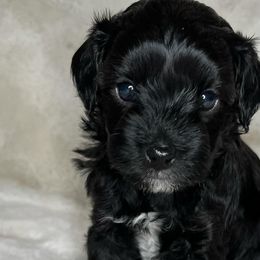 Aussiedoodles from Reigning Doodles