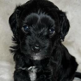Aussiedoodles from Reigning Doodles