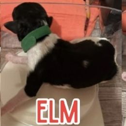 Elm - Parti male Poodle puppy in Iva, South Carolina from Canoe Creek Spoos