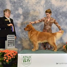 Duke - Golden Retriever
