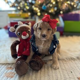 Marge - Red Bernedoodle puppy in Washougal, Washington from Sandy Creek Bernedoodles