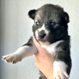 Siberian Husky Puppies from OAZS Pups