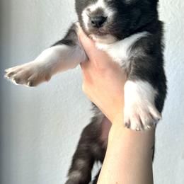 Siberian Husky Puppies from OAZS Pups
