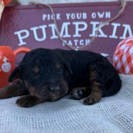 Philip - Black male Bordoodle puppy in Canfield, Ohio from Poo's Doo's & Inu's