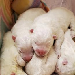 Samoyed Puppies from Limelight Samoyeds