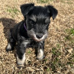 Hazel - Black and silver female Miniature Schnauzer puppy in Woodburn, Kentucky from Southern Kentucky Schnauzers