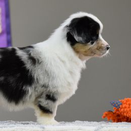 Miniature American Shepherd Puppies from Ashland Miniature American Shepherds