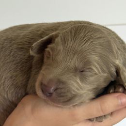 Silver boy 1 - male Long Haired Weimaraner puppy in Lancaster, Kentucky from Heavy Hollow Farm