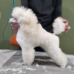 Poodles from Silhouette Poodles
