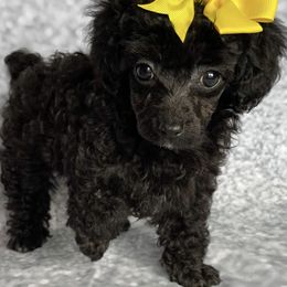 Poodle Puppies from Toy Poodle Shenanigans