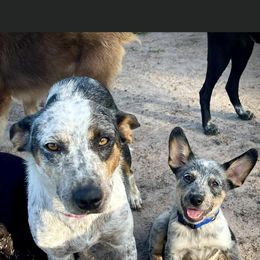 Australian Cattle Dog, Australian Shepherd, Companion Cross, and Miniature Australian Shepherd Puppies from MK Aussies