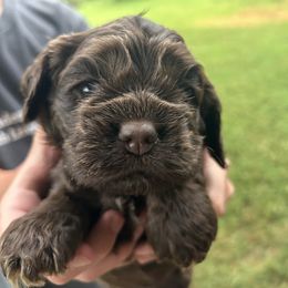 Green - Brown female Cocker Spaniel puppy in Palestine, Texas from Chocolate Cocker Spaniels