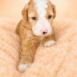 Glory - Red male Bernedoodle puppy in Smiths Station, Alabama from Peach & Pawmetto Bernedoodles