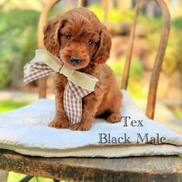 Texas - Red  male Goldendoodle puppy in Springville, Utah from JW Doodles