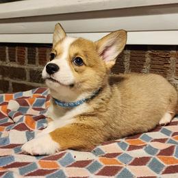 Pembroke Welsh Corgi Puppies from Twilight Hollow Corgis