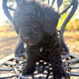 Peep - Black male Poodle puppy in Acampo, California from Kennison Lane Poodles